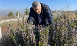 10 yıllık çalışmayla artık Eskişehir'de üretilebiliyor