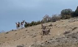 Eskişehir karayolunda geyik sürüsü sürprizi