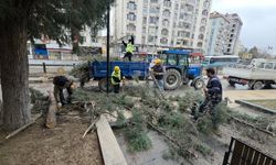 Fırtına Kütahya’yı vurdu: Ağaçlar yollara devrildi!