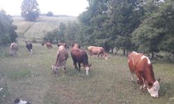 Eskişehir'in komşu ilinde 6 mahalle ve köylerine giriş-çıkış yasaklandı