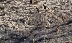 Eskişehir'de kış ortasında doğadan sürpriz!