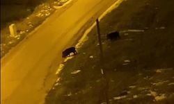 Bilecik’te soğuk bastırdı, yaban domuzları şehre indi!