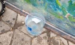 Eskişehir'de dondurucu soğuk tehlikesi: Hayvanlar suya ulaşamıyor!