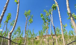 Eskişehir’de 1 milyonun üzerinde fidan toprakla buluştu