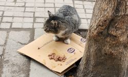 Eskişehir'de duyarlı davranış sokak hayvanlarına hayat oluyor!