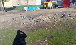 Eskişehir'de güneşi ve yemi görünce toplandılar!