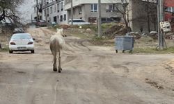 Eskişehir yollarında atlı tehlike!