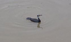 Porsuk Çayı'nda böyle avlandı!