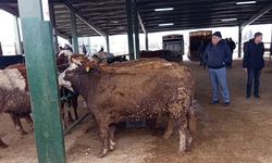 Kurban Bayramı öncesi hareketlilik erken başladı!