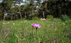 Bahar kapıda: Cemre bu kez suya düşecek!