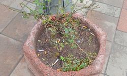 Eskişehir’de utandıran görüntü: Çöp kovasına döndü!