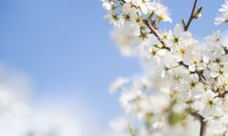 Baharın müjdecisi: İlk cemre bugün havaya düşüyor!