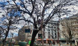 Eskişehir Adalar’da kuş dostu çalışma takdir topladı