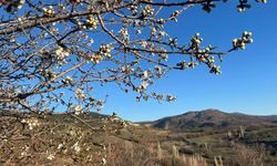 Eskişehir komşusuna bahar geldi, dallar çiçek açtı!