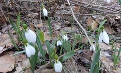 Sakın dokunmayın: Cezası 699 bin TL!