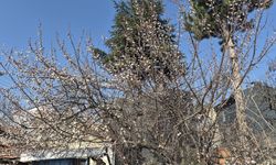 Eskişehir'de yağış beklense de, ağaçlar çiçek açtı!