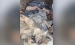 Bozüyük’te Hayvan Barınağı'nda yeni skandal!