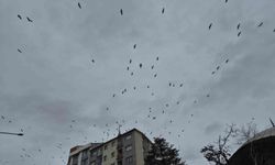 Eskişehir'de baharın habercisinden görsel şölen!