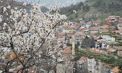 Kütahya'da badem ağaçları baharı müjdeledi!