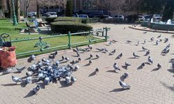 Eskişehir’de güvercinlerin yeni buluşma noktası