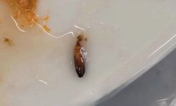 Anadolu Üniversitesi’nde kurtlu öğrenci yemeği krizi!