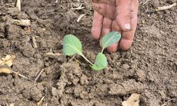 Eskişehir'de çiftçiler umutlu: İlk mahsuller yolda!