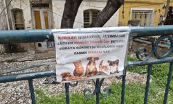 Eskişehir'de sokak kedileri için örnek davranış