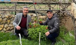 Eskişehir'de de yetişiyor: Koparana cezası servet değerinde!