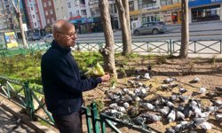 Eskişehir'de çay ocağının maskotu güvercinler oldu