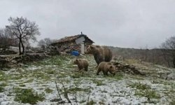 Kütahya’da yaylada ayı sürprizi!