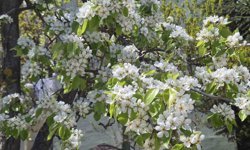 Eskişehir'de çiçek açan armut ağacının güzelliği