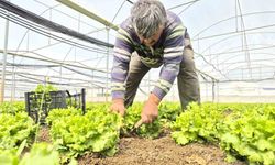 Eskişehirliler tarladaki fiyatını duyunca çok şaşıracak!