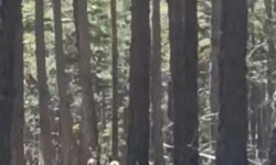 Mihalıççık geyik sürüsü amatör kameraya yakalandı