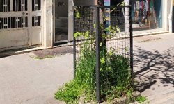 Eskişehir'de ağaçlara esnaftan koruma