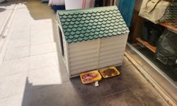 Eskişehir’de iyi niyet sokak hayvanlarına zarar veriyor!