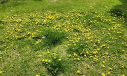 Eskişehir’de sarı çiçekler baharı müjdeledi