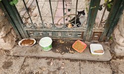 Eskişehir'de sokak hayvanlarına umut olan duyarlılık