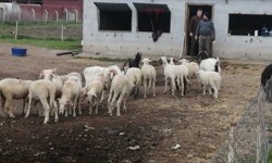 Eskişehir'de kurbanlıklar görücüye çıktı: İşte fiyatlar...