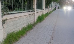 Eskişehir'de otlar büyüyerek alanı daralttı!