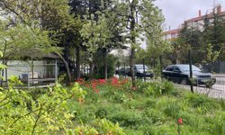 Eskişehir’de sokakları bahar renklerine büründü
