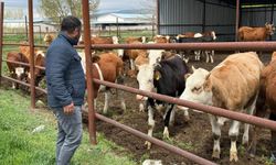 Kurban Bayramı'na sayılı gün kaldı: Üreticilerin yüzü gülüyor!
