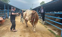 Kurban pazarında rekor fiyat: Dev tosun alıcı buldu