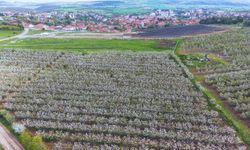 Mihalıççık'ta kiraz bahçeleri çiçek açtı, kartpostallık görüntü çıktı!