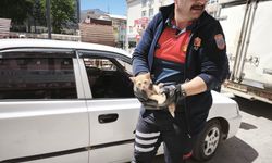Kurtarıldı sandılar, bu kez itfaiyecinin aracına kaçtı!
