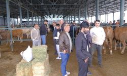 Eskişehir'de Kurban Pazarı hareketlendi:Büyükbaş ve küçükbaş fiyatları ne kadar?