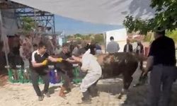Kaçan kurbanlık tosun görevlileri savurdu