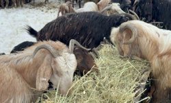 Eskişehir'de hava şartları besicileri zorluyor!
