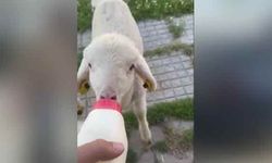 Hayvan besicisinin kuzularla mesaisi yüz gülümsetti!