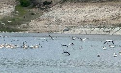 Porsuk Barajı'nda leylek ve ördekler görsel şölen oluşturdu