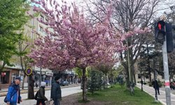 Eskişehir'de havaya rağmen ağaçlar çiçek açtı!